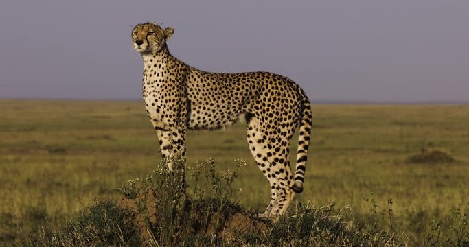 Beautiful close-up side view of female cheetah standing on a termite mound  watching prey in the African savannah grasslands