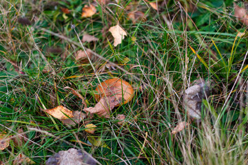 Defocus mushroom (Suillus luteus) among dry grass and leaves. Suillus luteos mushroom growing in the green forest or meadow. Boletus hiding in ground. Out of focus