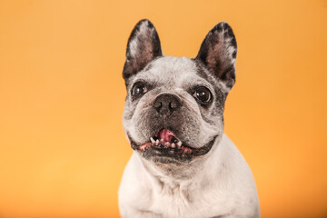 Close up of French Bulldog looking at camera isolated on yellow background.