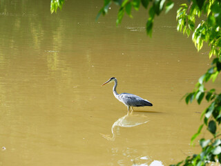 heron perching in a lake fishing