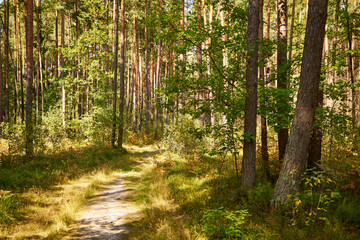 sunny summer forest road, forest, trees, road,path, forest path