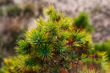 Defocus siberian dwarf pine (Pinus pumila) yellow dry or ill. Wild plants of Siberia. Beautiful natural green background. Closeup. Out of focus