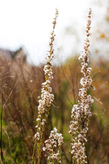 Defocus white fur flower on autumn forest. Nature textured close-up. Herbal natural fall background. Dry leaves on meadow. Wild plants. Out of focus
