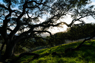 Fototapeta na wymiar Silhouette of a tree with the sun poking through the branches