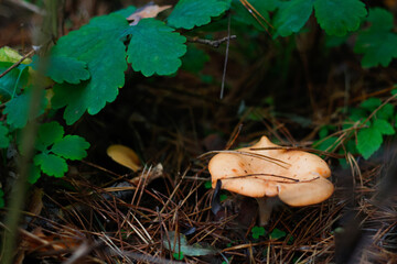 Defocus yellow russula mushroom among dry grass, leaves and needles. Edible mushroom growing in the green forest. Boletus hiding in ground. Side view. Out of focus