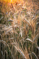 fields of grain in the setting sun