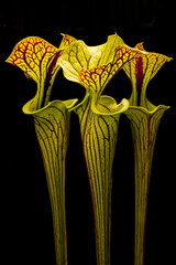 Sarracenia flava, yellow trumpet American pitcher plant