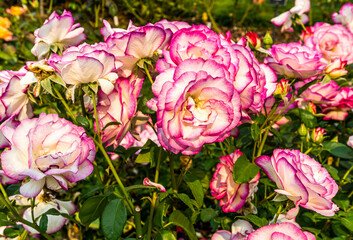 Brilliant Rose Flowers Cluster 6