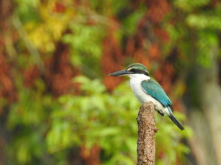 Todirhamphus sanctus on tree