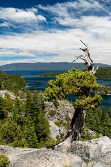 Lone tree sits atop a rock overlooking Lake Tahoe