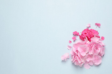 Obraz premium Beautiful hortensia flowers on pale light blue background, flat lay. Space for text