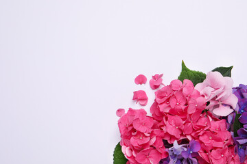 Beautiful hortensia flowers on white background, flat lay. Space for text