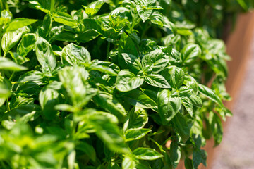 Sweet Basil green plants grows in garden. Botanical name is Ocimum basilicum. Organic Basil Plant Ready to Cook, healthy food concept, top view. Organic farming.