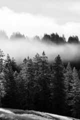 Dense fog running through a valley of trees