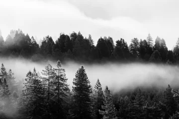 Papier Peint photo Lavable Forêt dans le brouillard Brouillard dense traversant une vallée d& 39 arbres