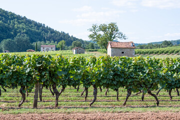 Vue sur les vignes de malbec à Luzech, vignoble de Cahors, Lot, Sud ouest, France - 456777602