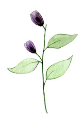 watercolor drawing. transparent wild rose flower. isolated on white background violet, purple transparent shrub rose flower, x-ray.
