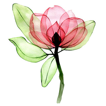watercolor drawing. transparent rosehip flower. isolated on white background transparent wild rose flower, x-ray.