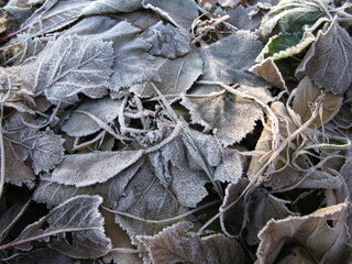 Autumn frost