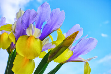 Beautiful iris flower with yellow and blue petals