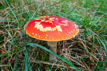 Toxic and hallucinogen mushroom Fly Agaric in grass on autumn forest background. Red poisonous Amanita Muscaria fungus macro close up in natural environment.