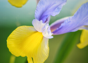 Beautiful iris flower with yellow and blue petals