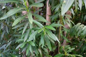 Beautiful Green bamboo leaf background