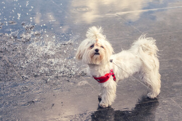 Cute white maltese lapdog among the splashing fountain
