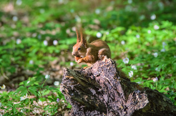 Bushy-tailed squirrel in the spring park	