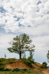 Lonely tree on the hill, rural landscape. Albanian nature