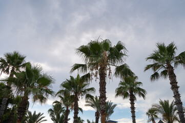 Blue sky and palm trees seen from below