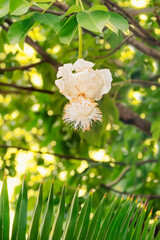 White Baobab flower (Adansonia digitata), Senegal, rainy season