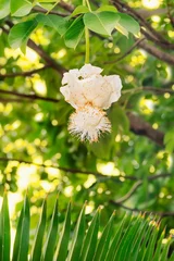 Deurstickers White Baobab flower (Adansonia digitata), Senegal, rainy season © Diversity Studio