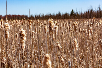 Common reed plant in a marsh