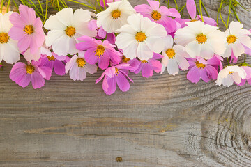 Summer holiday greeting card. Frame of white and pink cosmos on rustic wooden background; space for text