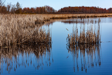 Common reed plant in a marsh