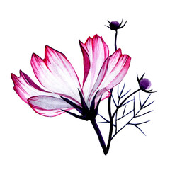 watercolor drawing. pink chamomile flower. isolated on white background pink wildflower, cosmos.