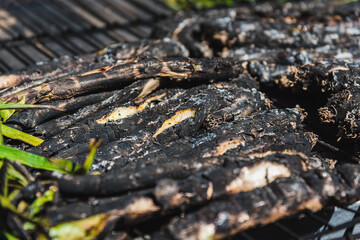 Grilled tender onions mediterranean in a grill (Calçots, Catalonia, Spain)