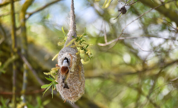 Beutelmeise baut sein Nest 