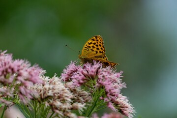 Ein gelber Schmetterling auf einer Rose.