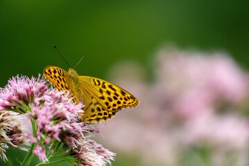 Ein Schmetterling mit ausgebreiteten Flügeln.