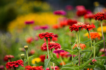 Field of red, purple and yellow flowers.