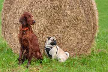 Contrast. Beautiful, elegant Irish setter and a little pug sit together in front of a large bale of...