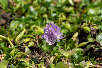 Flores púrpura em meio a folhas verdes. Ilha das Canárias, Maranhão, Brasil. Agosto 2021