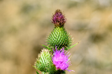 pink thistle flower blooming with bokeh background