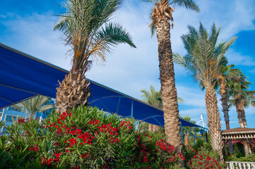 Cityscape view of beautiful Miami Beach along Ocean Drive with coconut palm and sea grape trees.