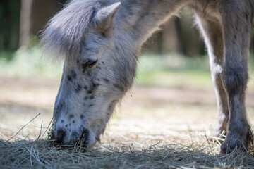 An elderly beautiful purebred pony walks through the woods.