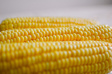 Close up shot of corn cobs, yellow grains of maize. Agriculture and healthy eating concept.