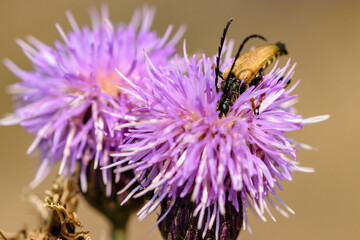 insect isolated on thistle flower with bokeh background