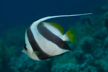 Fototapeta na wymiar Fish of the Red Sea. Red Sea bannerfish